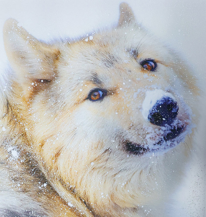 AIJPプレミオ雲流、びさん生成中厚口、竹和紙 250g/m2を使った写真作品