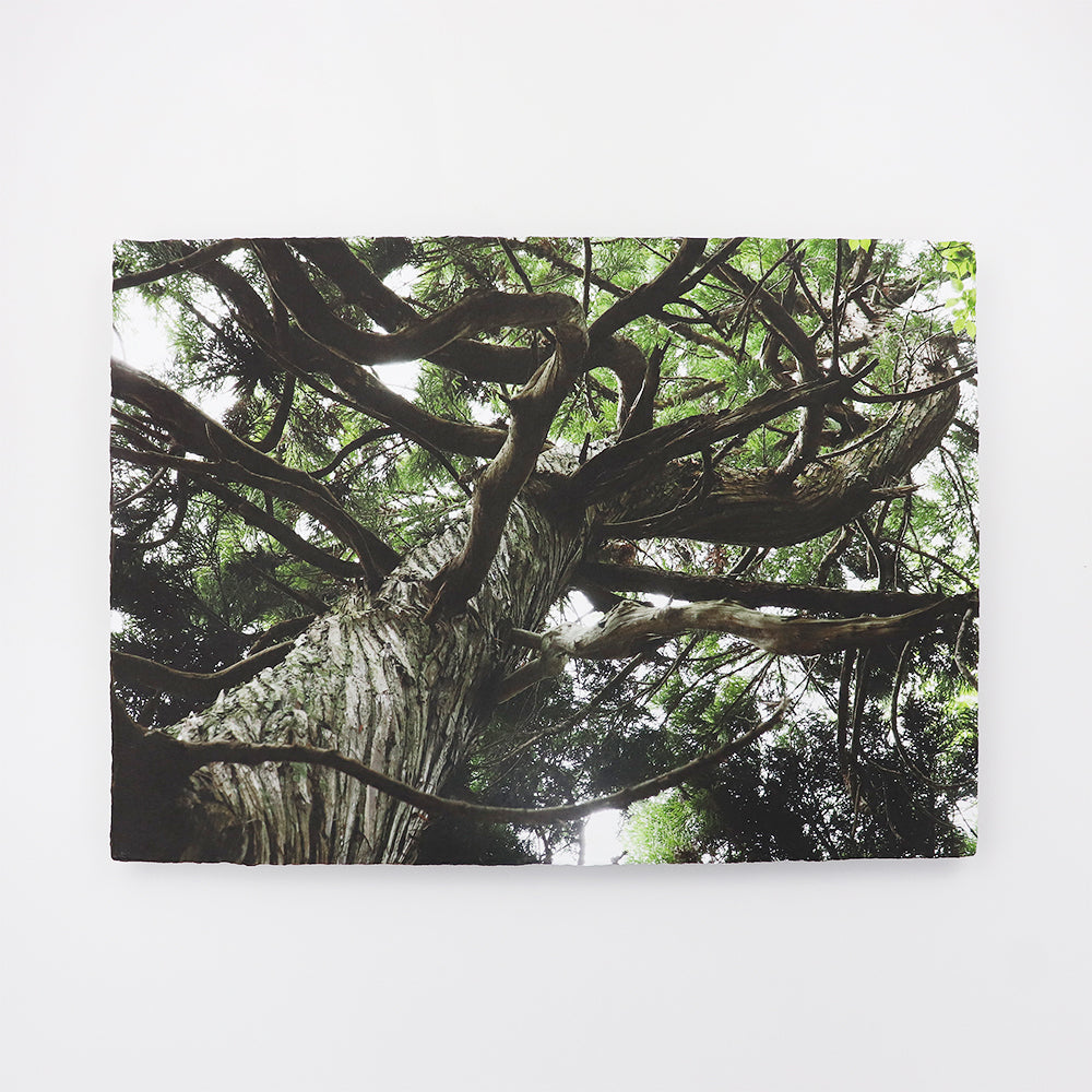 AIJPびざんを使った額装写真作品