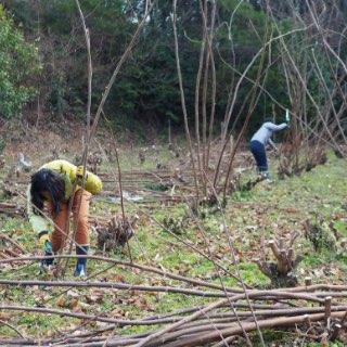 楮・三椏刈り取りワークショップ